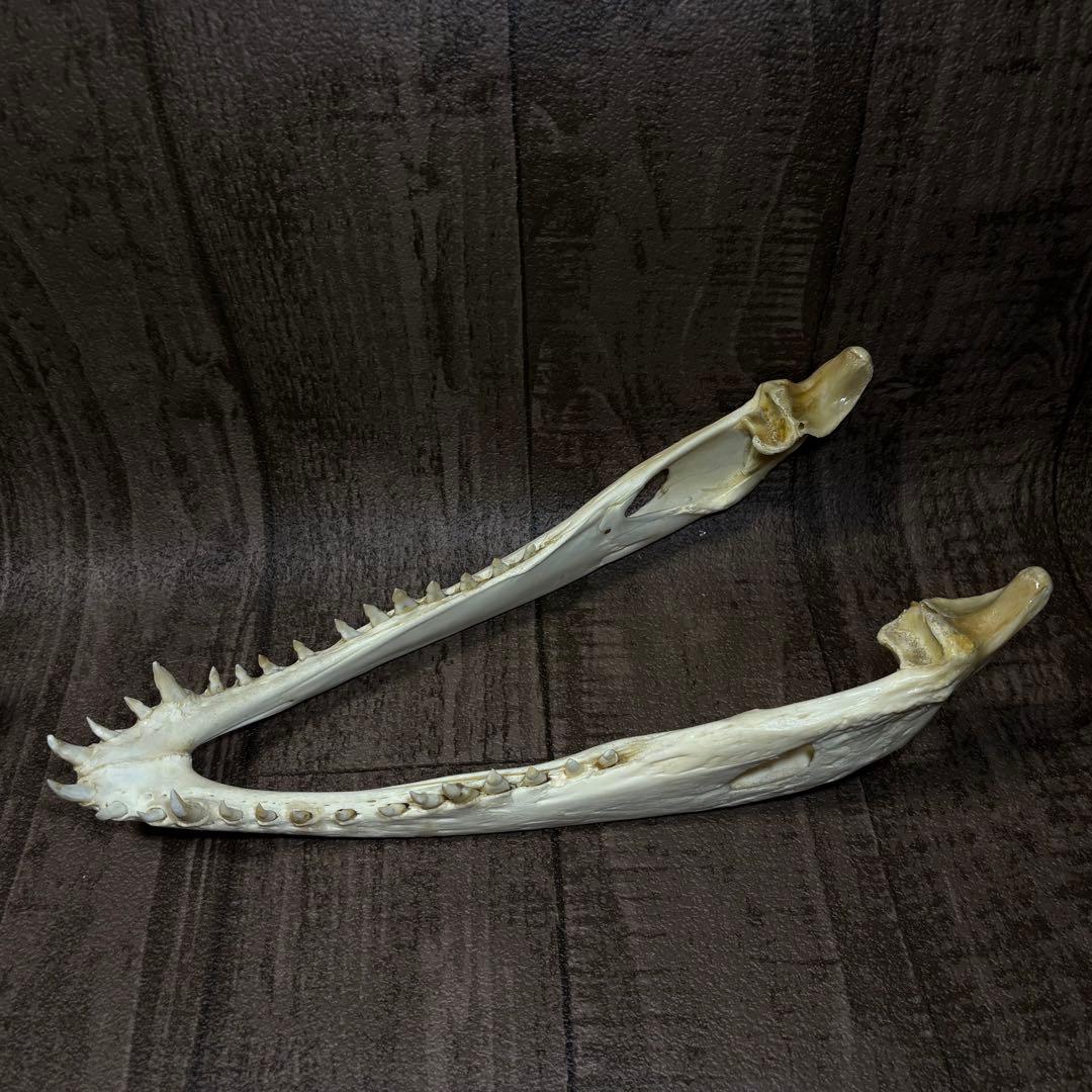 た*し様 シャムワニ クロコダイル ワニ 鰐 頭骨 頭蓋骨 骨格標本