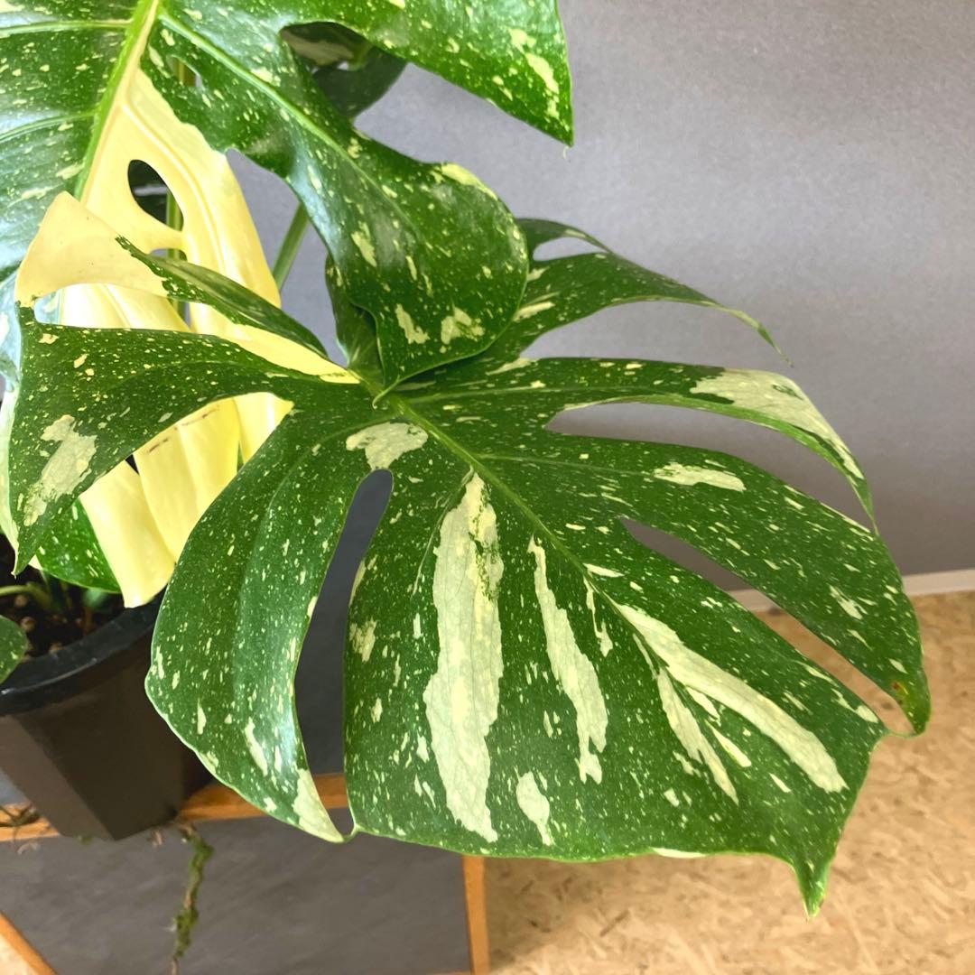 超希少❗️特大❗️モンステラ　タイコンステレーション✨