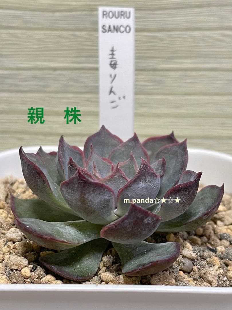 ☆多肉植物 ロウルサンコさん苗 毒りんご 双頭 葉挿し（発根済