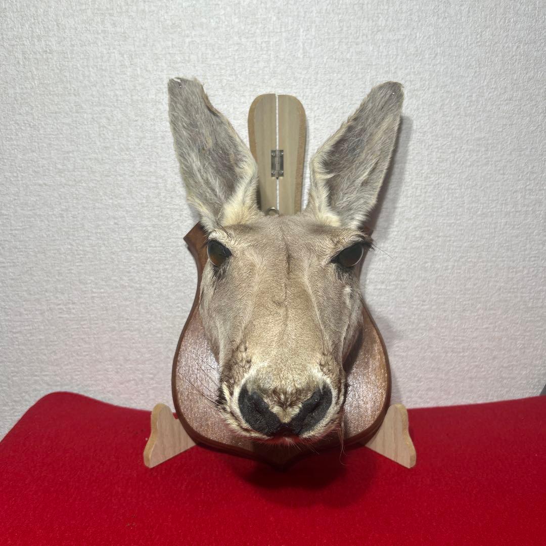 ナ*オ様 カンガルー　剥製　ハンティングトロフィー型　頭部　インテリア　オブジェ