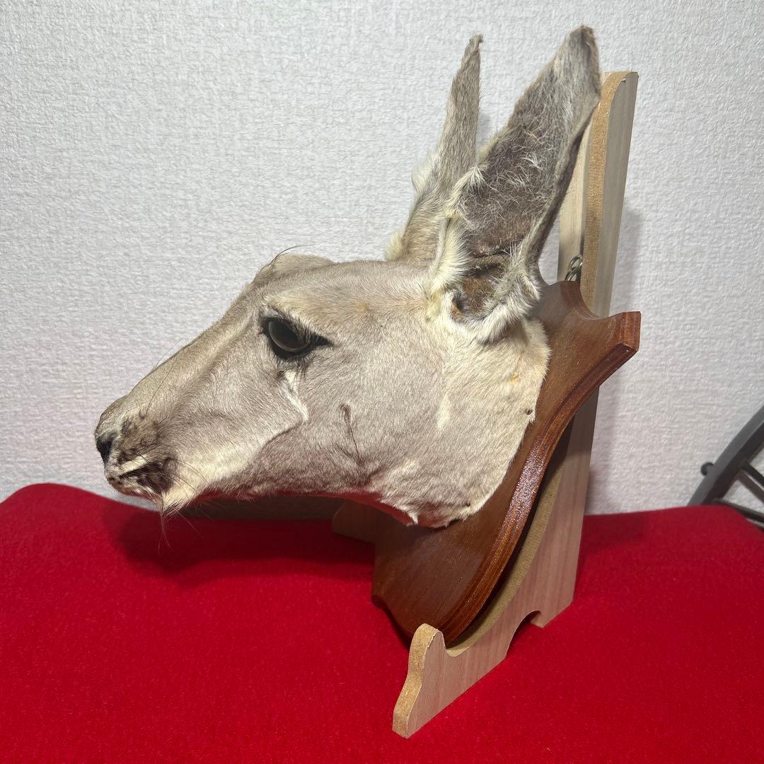 ナ*オ様 カンガルー　剥製　ハンティングトロフィー型　頭部　インテリア　オブジェ