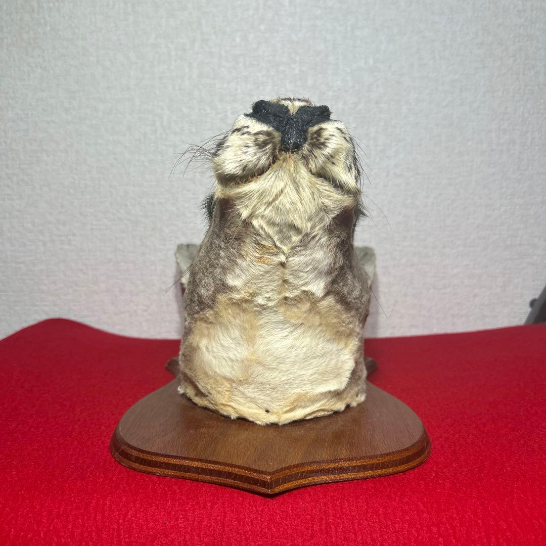 ナ*オ様 カンガルー　剥製　ハンティングトロフィー型　頭部　インテリア　オブジェ