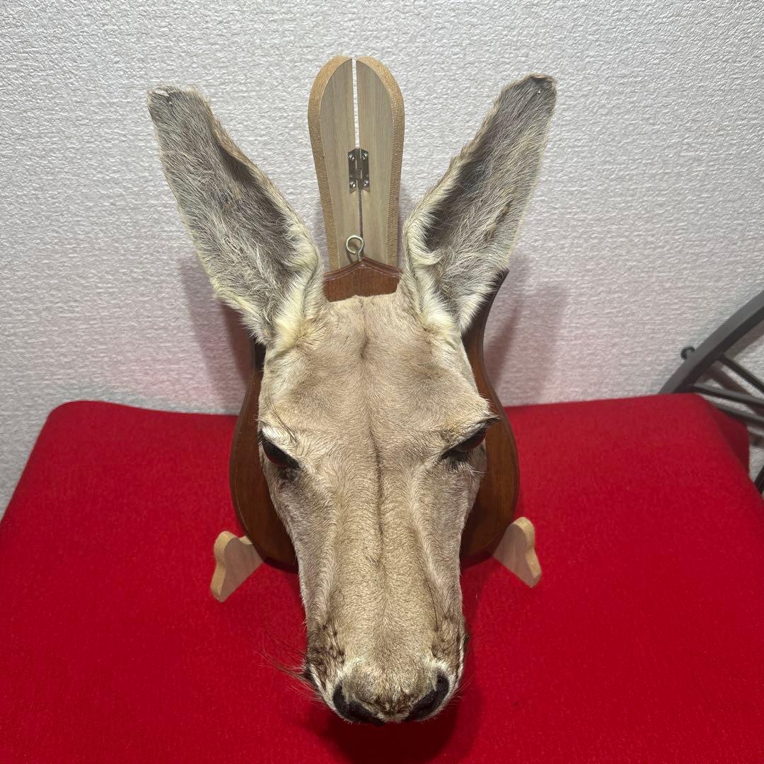 ナ*オ様 カンガルー　剥製　ハンティングトロフィー型　頭部　インテリア　オブジェ