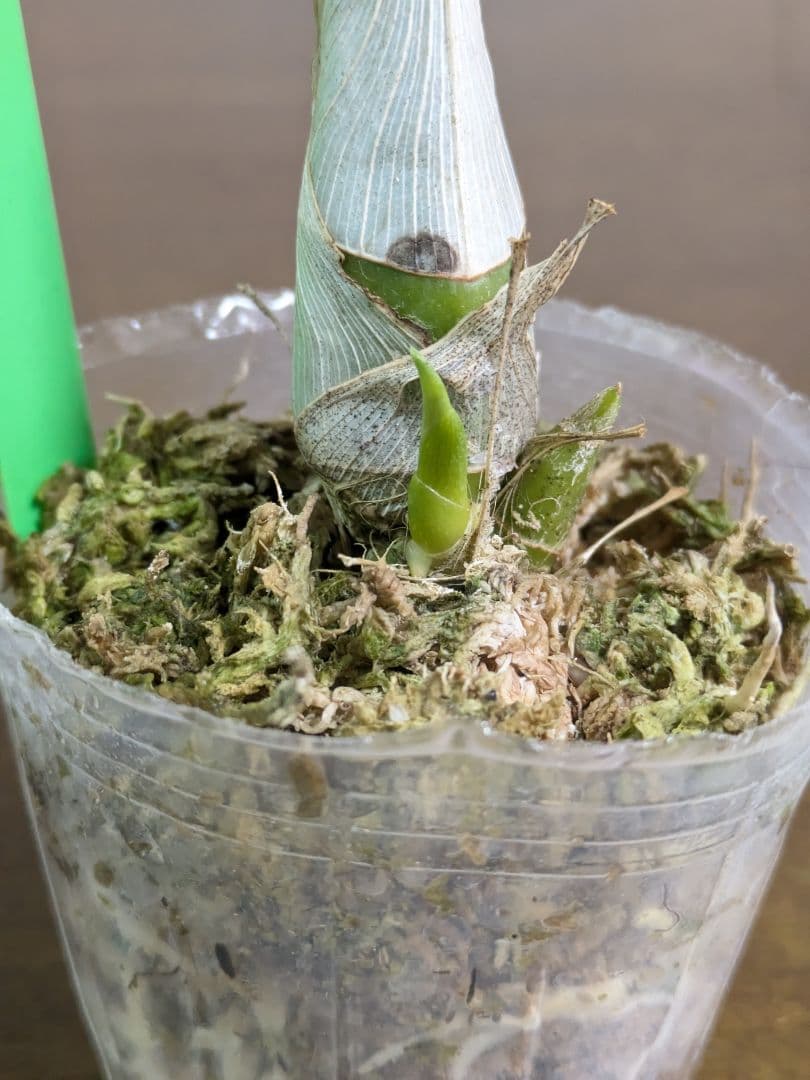 J Clowesetum Penang Waltz 洋ラン 洋蘭 タケノコ蘭 - メルカリ