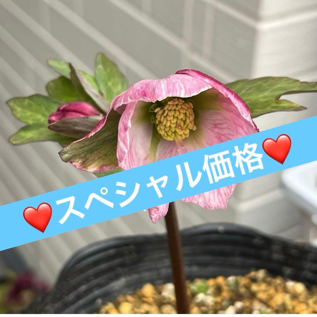 樹梨♡　メルカリ便 ❤️スペシャル価格❤️3143 【Ashwood 】【P