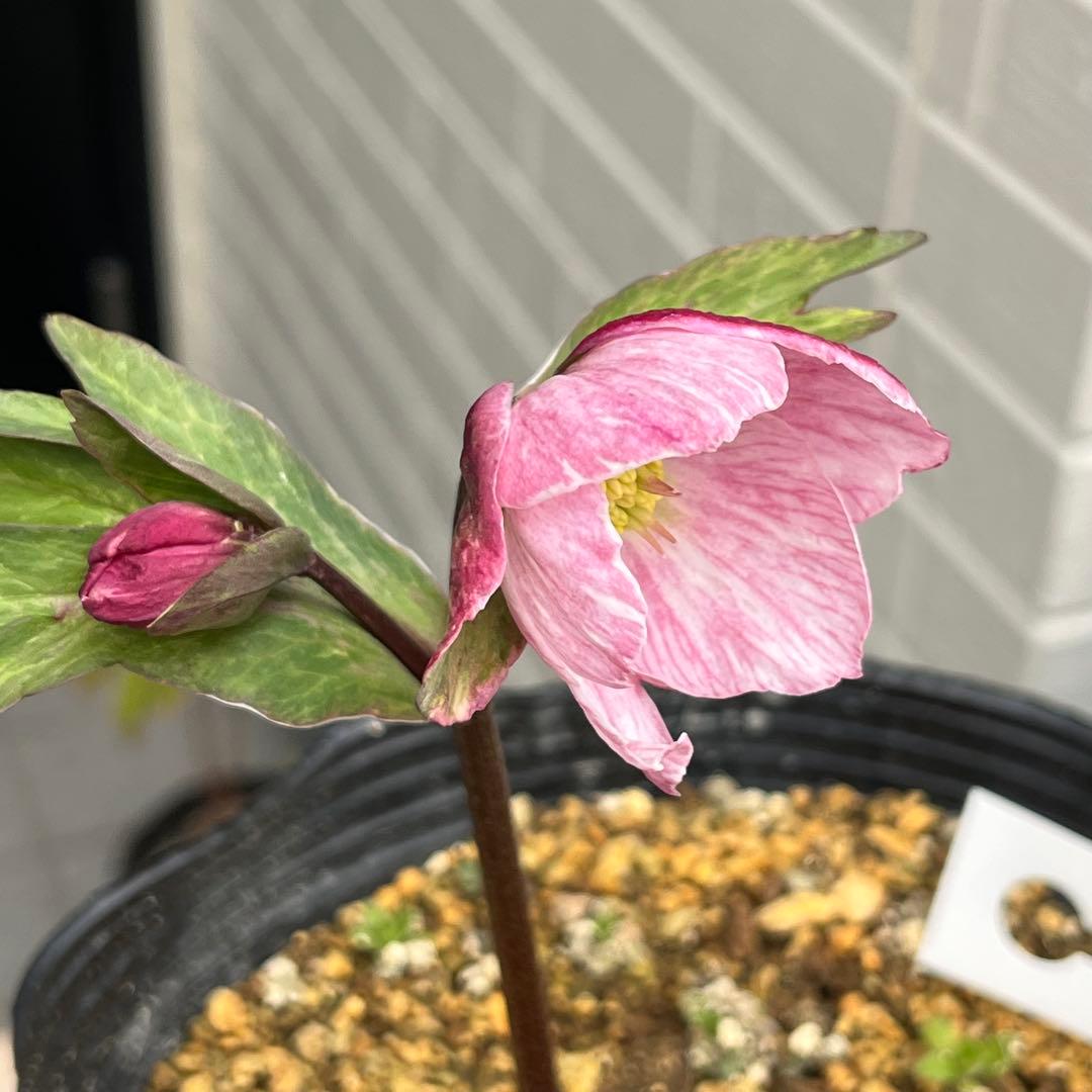 樹梨♡　メルカリ便 ❤️スペシャル価格❤️3143 【Ashwood 】【P