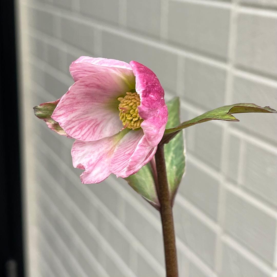 樹梨♡　メルカリ便 ❤️スペシャル価格❤️3143 【Ashwood 】【P