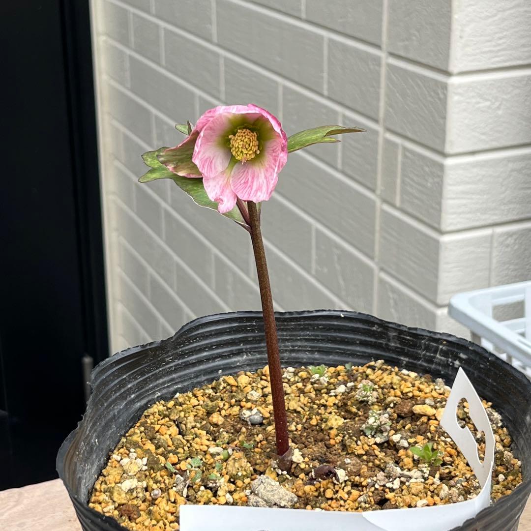 樹梨♡　メルカリ便 ❤️スペシャル価格❤️3143 【Ashwood 】【P