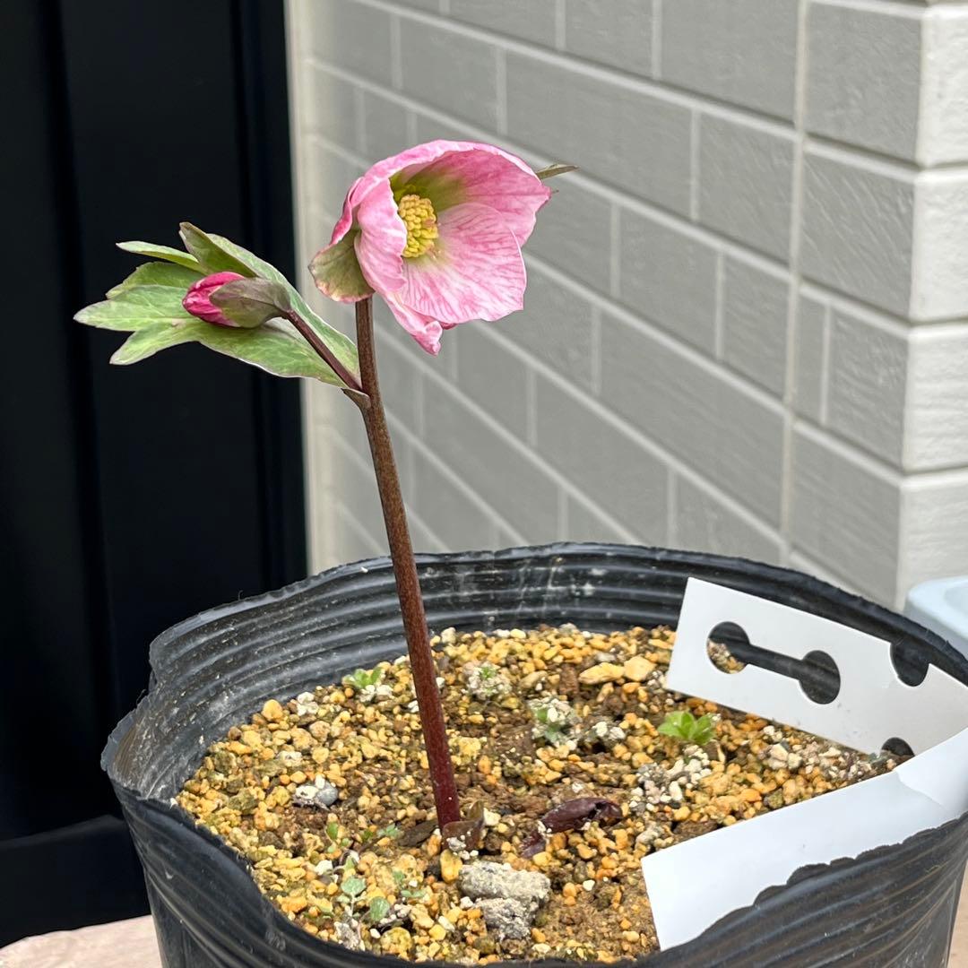 樹梨♡　メルカリ便 ❤️スペシャル価格❤️3143 【Ashwood 】【P