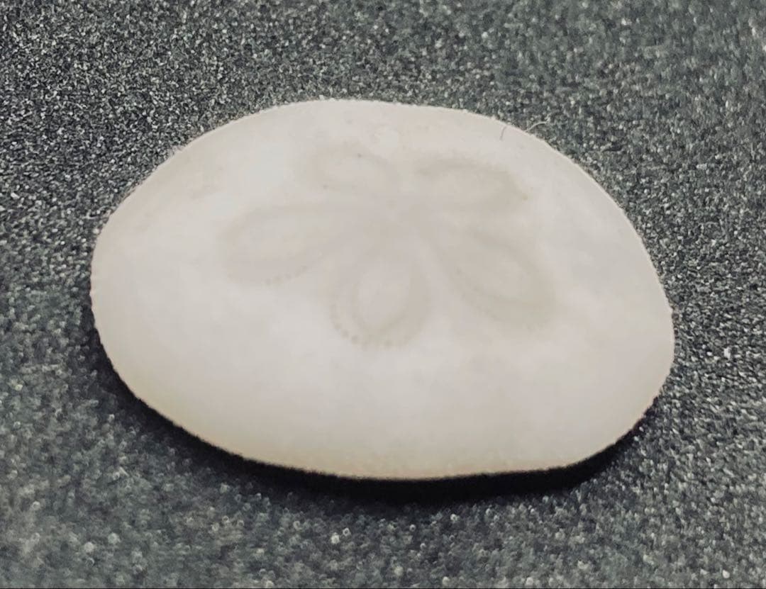 極小タコノマクラ 棘皮動物 ウニ カシパン たこのまくら - メルカリ