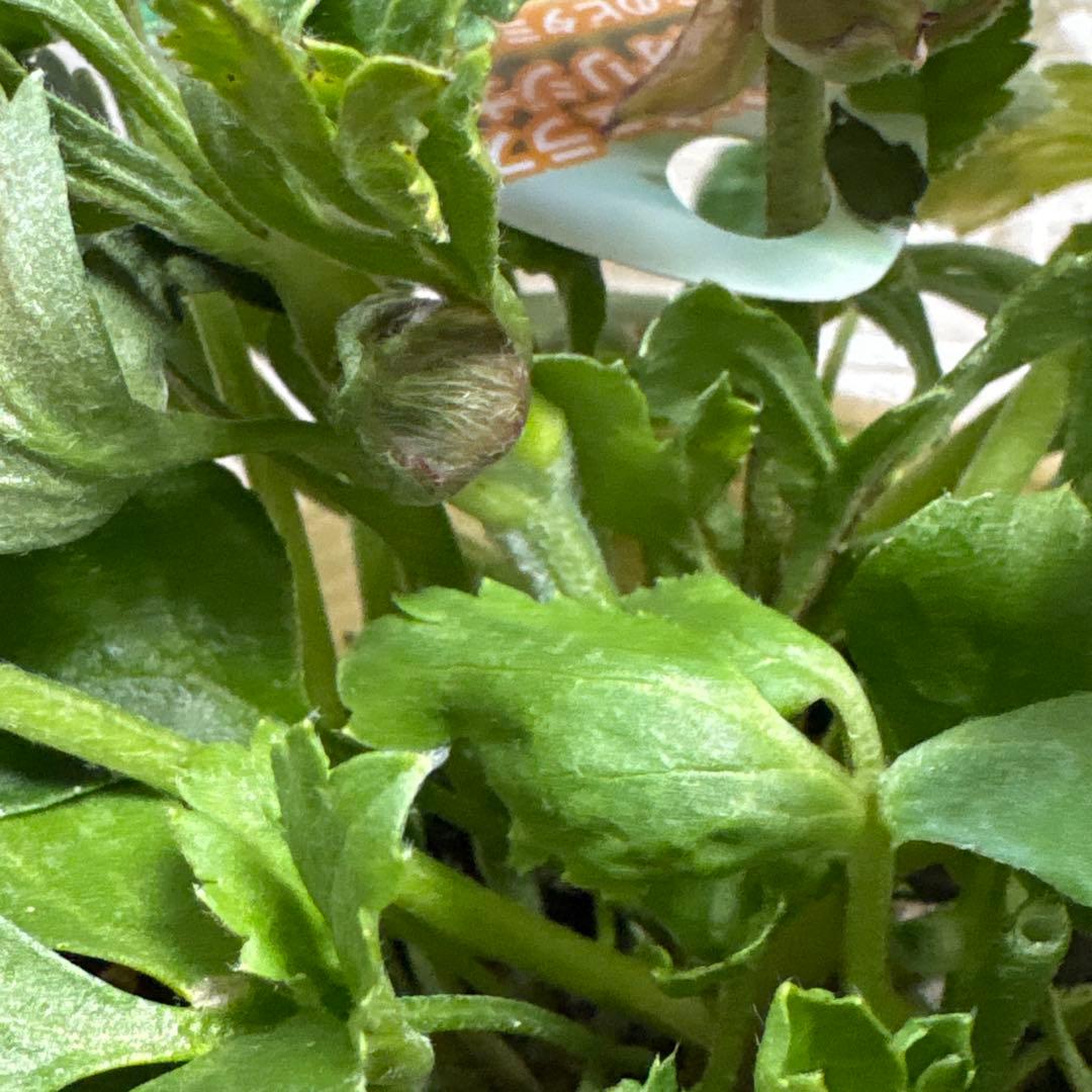 現品】ラナンキュラス♡綾園芸♡イカロスローズピンク♡3.5号ロング