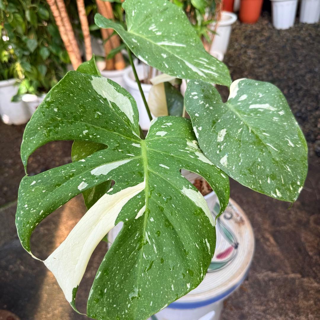 【特級品】モンステラ 斑入り タイコンストレーション クリームブリュレ 陶器鉢付