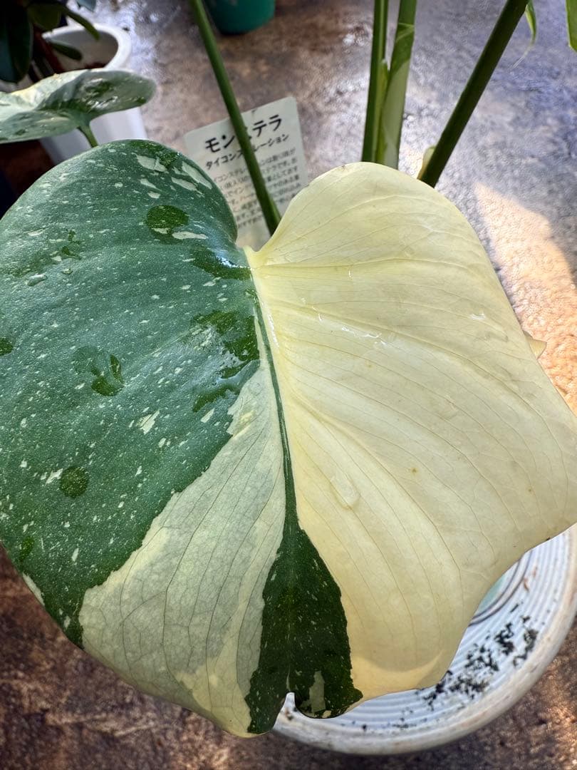 【特級品】モンステラ 斑入り タイコンストレーション クリームブリュレ 陶器鉢付