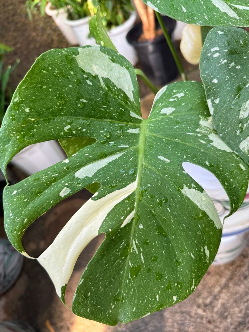 【特級品】モンステラ 斑入り タイコンストレーション クリームブリュレ 陶器鉢付