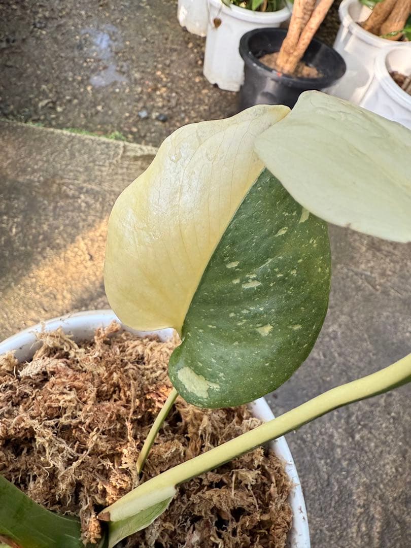 【特級品】モンステラ 斑入り タイコンストレーション クリームブリュレ 陶器鉢付