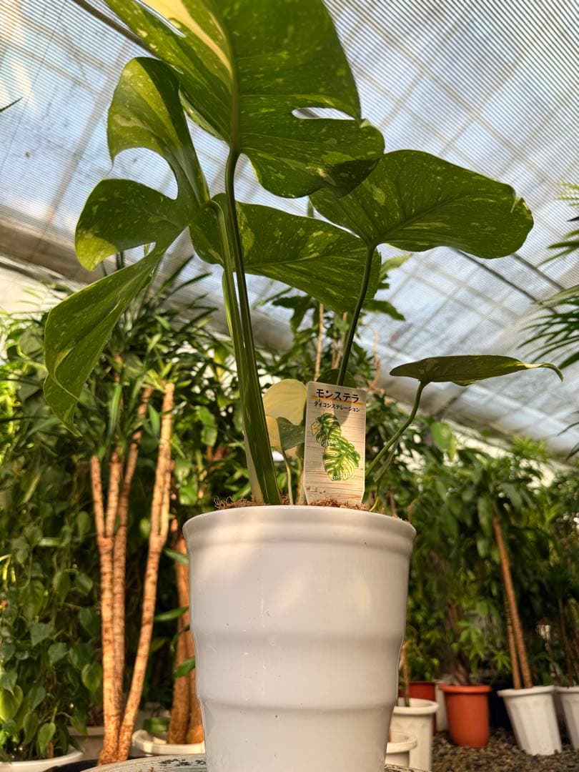 【特級品】モンステラ 斑入り タイコンストレーション クリームブリュレ 陶器鉢付