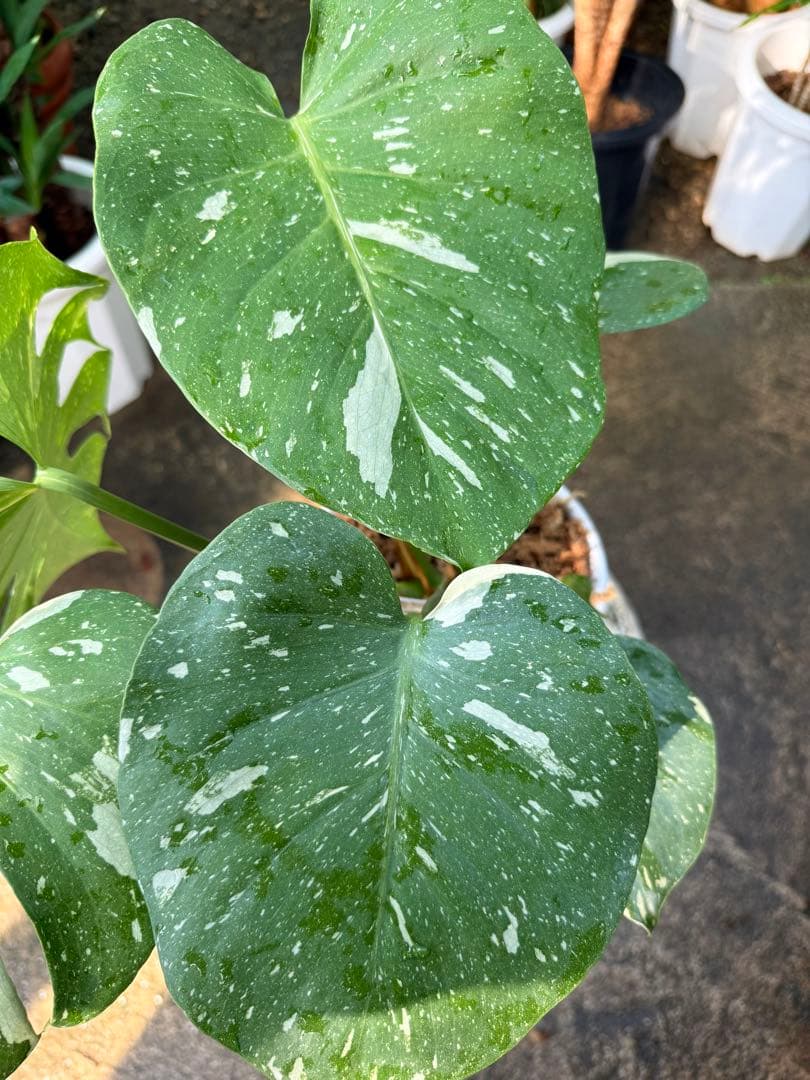 【特級品】モンステラ 斑入り タイコンストレーション クリームブリュレ 陶器鉢付