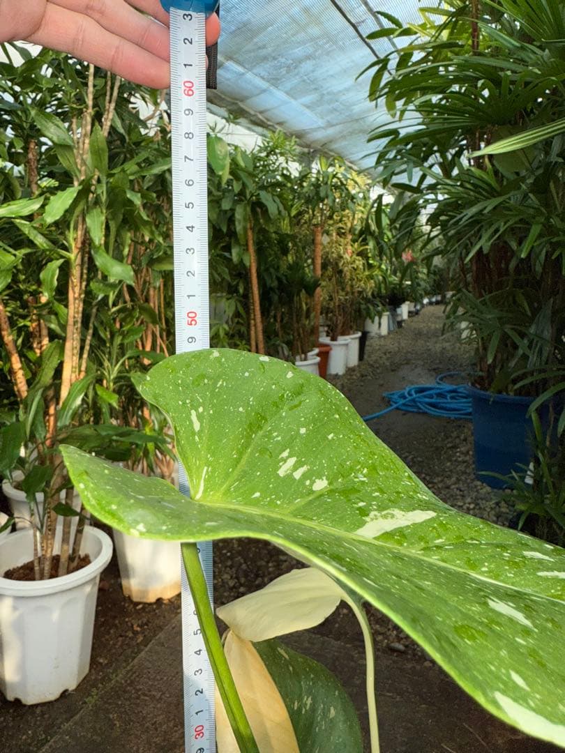 【特級品】モンステラ 斑入り タイコンストレーション クリームブリュレ 陶器鉢付