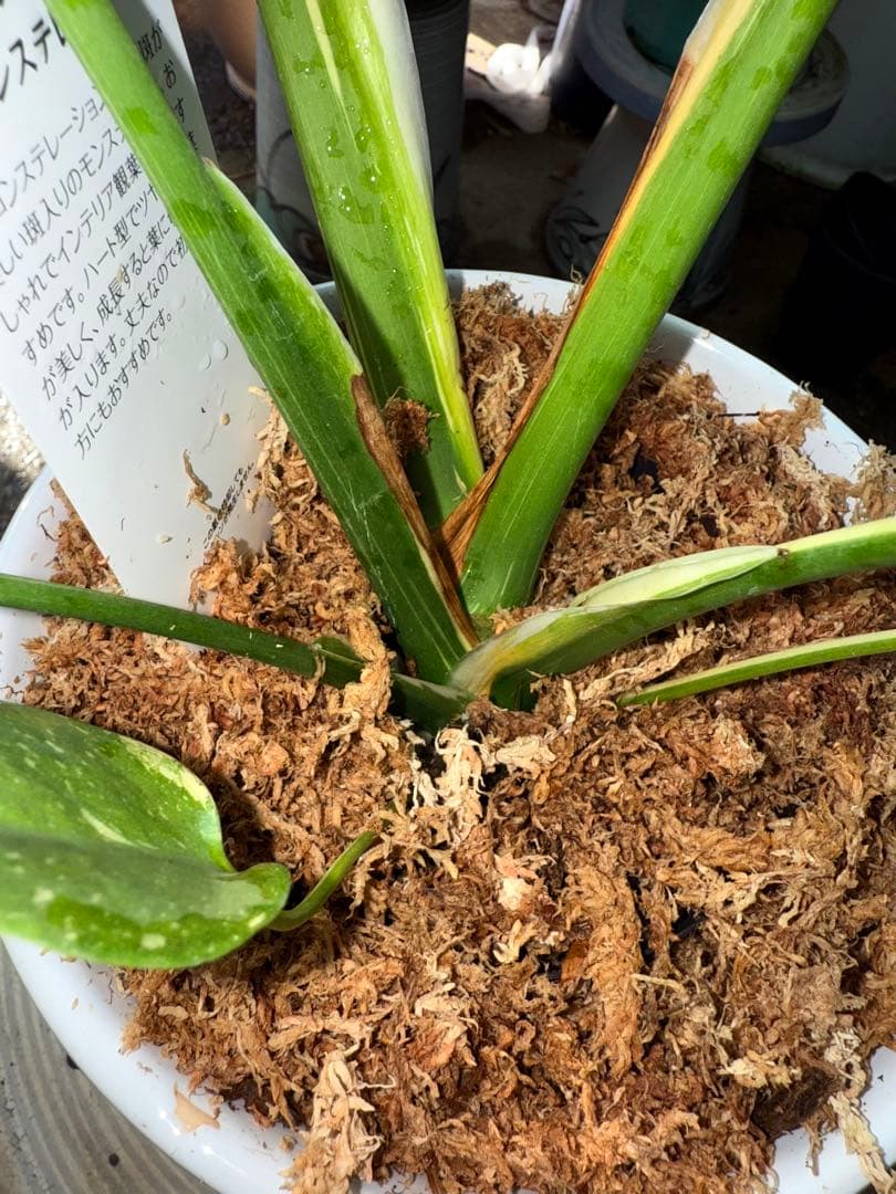 【特級品】モンステラ 斑入り タイコンストレーション クリームブリュレ 陶器鉢付