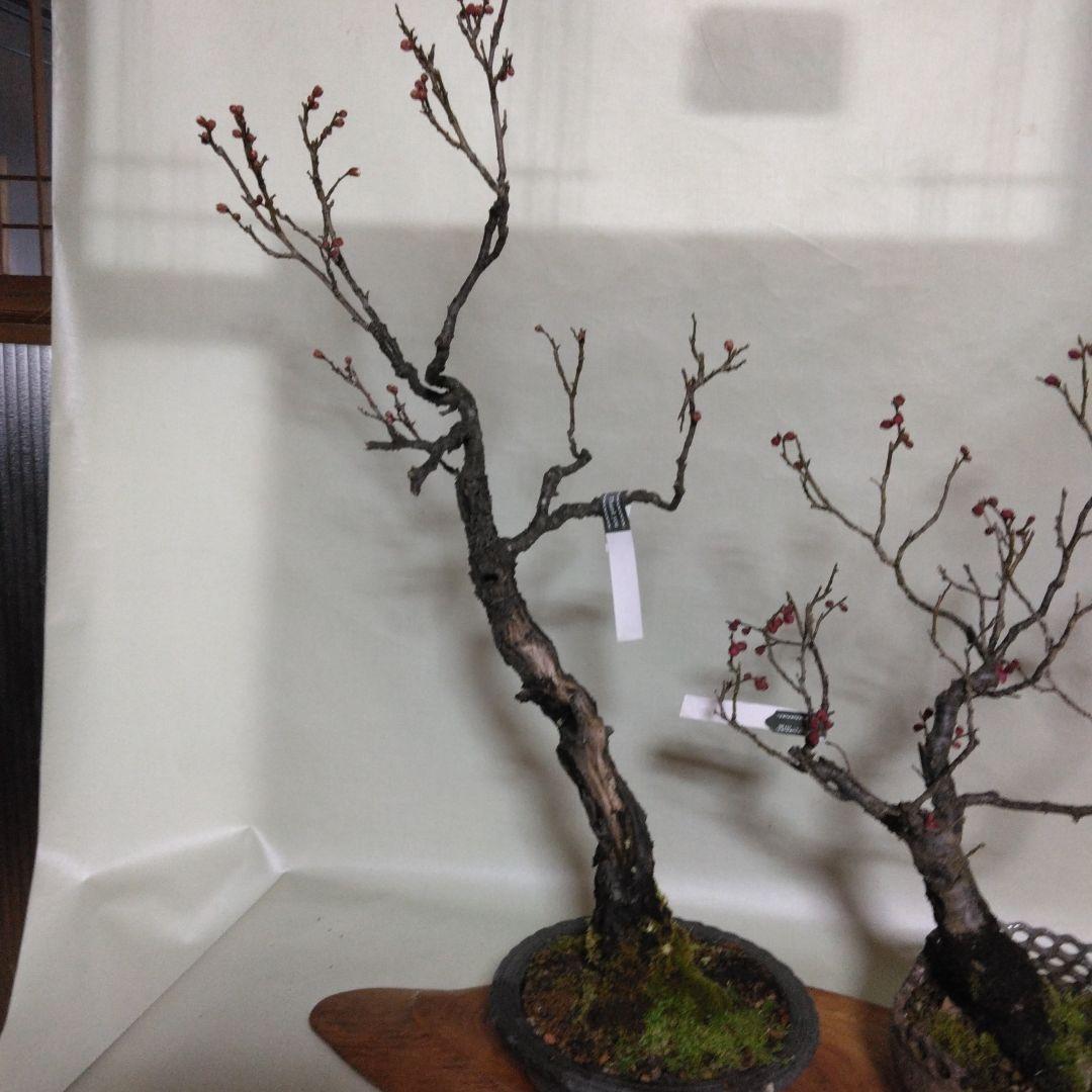 紅白梅盆栽セット黒松盆栽、五葉松盆栽、しんぱく盆栽、赤松盆栽 野梅盆栽