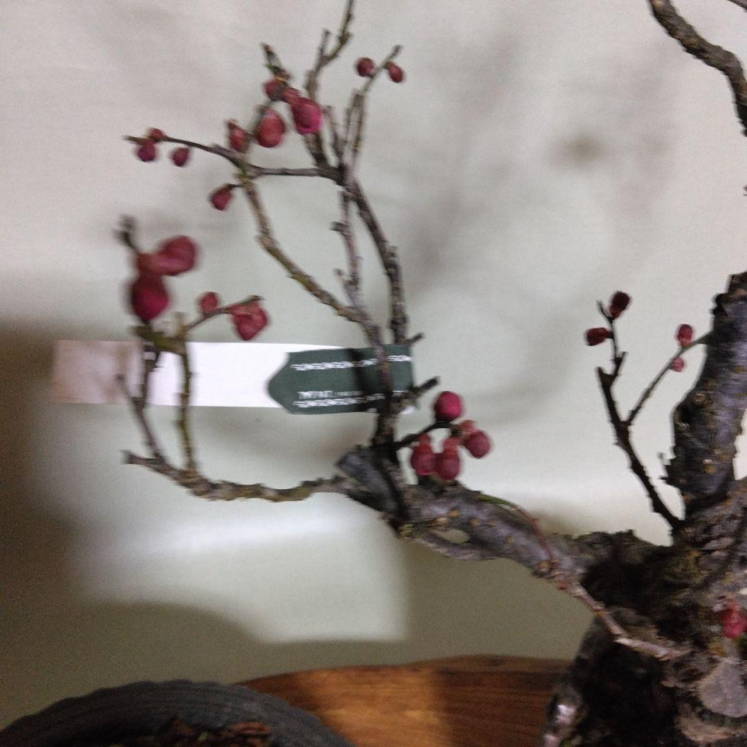 紅白梅盆栽セット黒松盆栽、五葉松盆栽、しんぱく盆栽、赤松盆栽 野梅盆栽