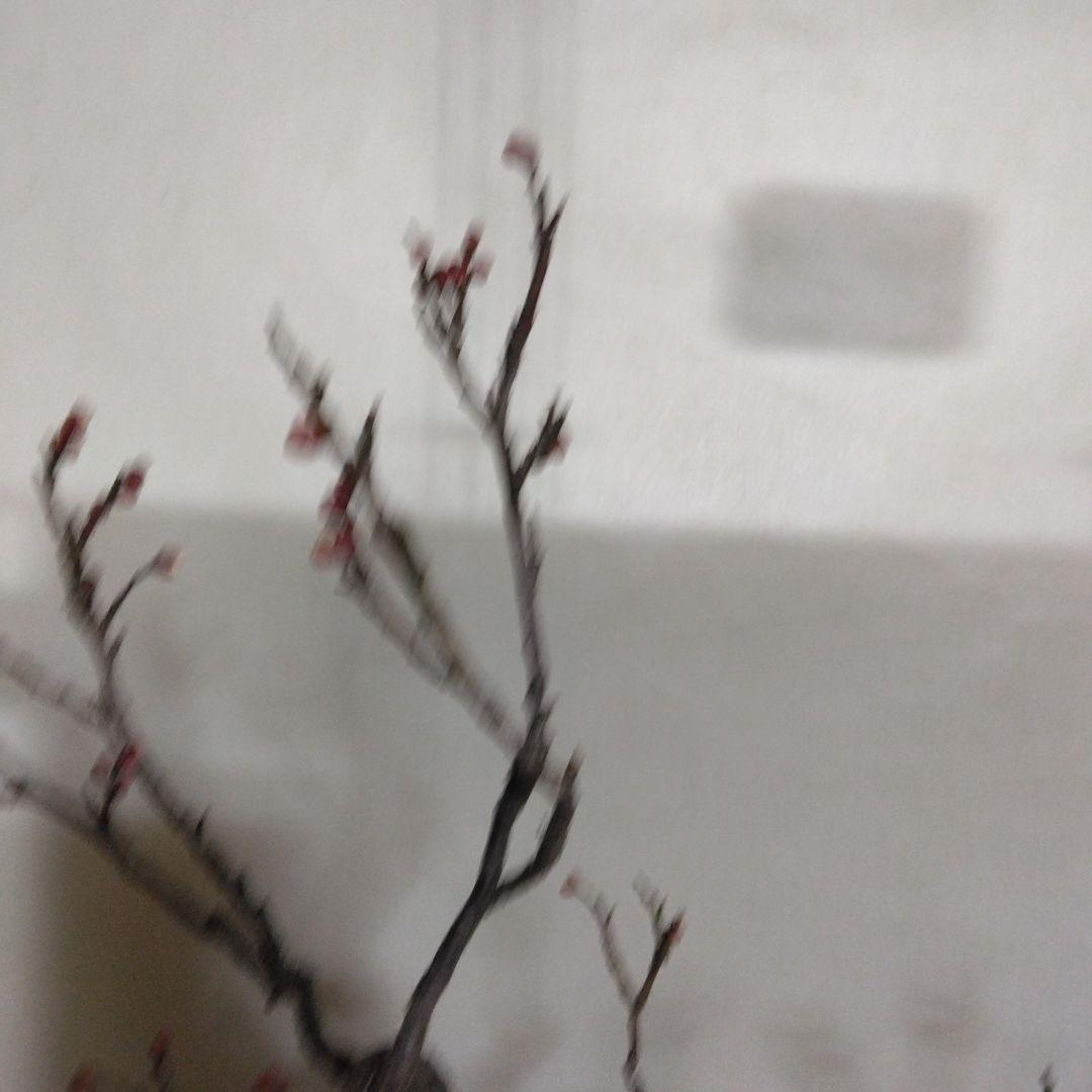 紅白梅盆栽セット黒松盆栽、五葉松盆栽、しんぱく盆栽、赤松盆栽 野梅盆栽