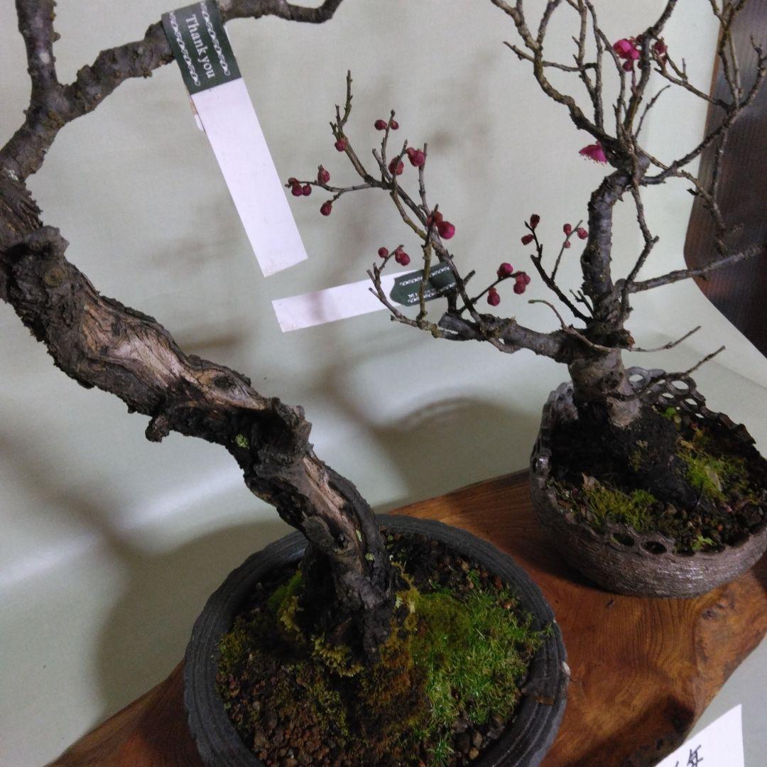紅白梅盆栽セット黒松盆栽、五葉松盆栽、しんぱく盆栽、赤松盆栽 野梅盆栽