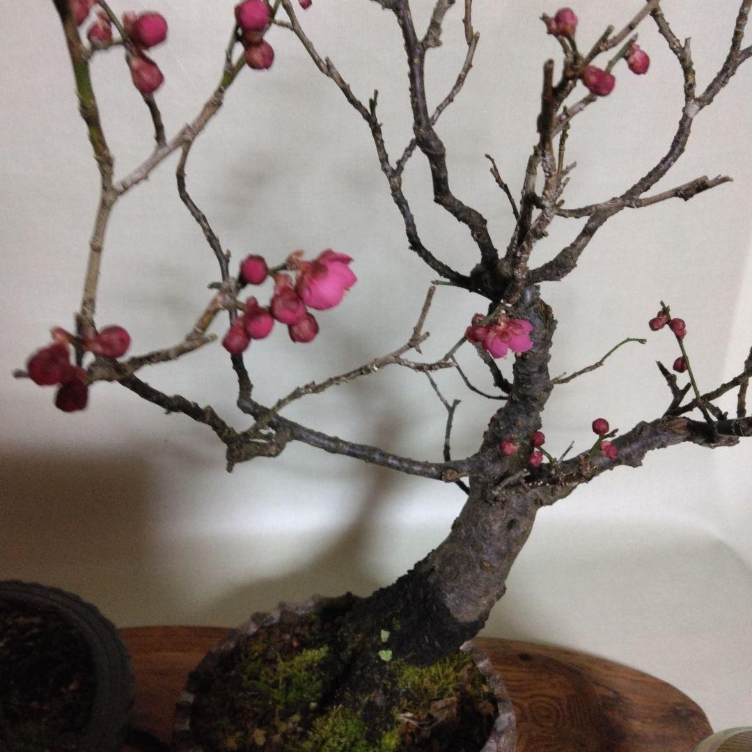 紅白梅盆栽セット黒松盆栽、五葉松盆栽、しんぱく盆栽、赤松盆栽 野梅盆栽