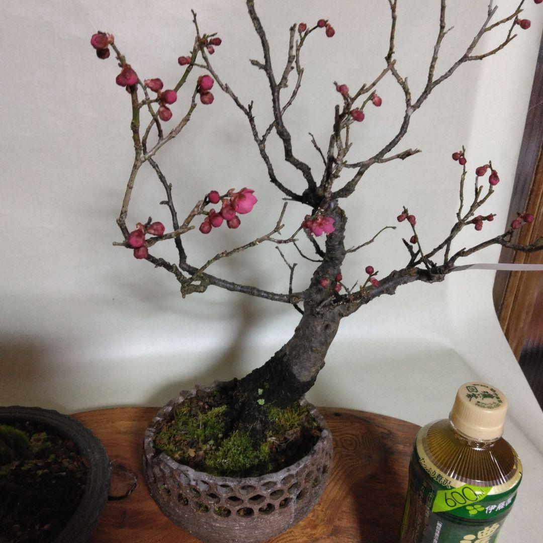 紅白梅盆栽セット黒松盆栽、五葉松盆栽、しんぱく盆栽、赤松盆栽 野梅盆栽
