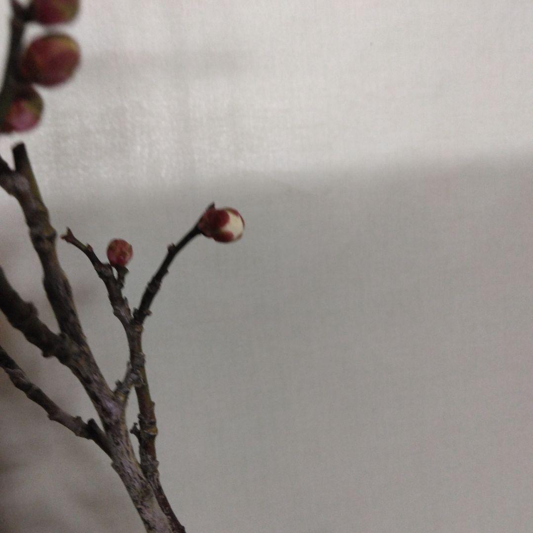 紅白梅盆栽セット黒松盆栽、五葉松盆栽、しんぱく盆栽、赤松盆栽 野梅盆栽