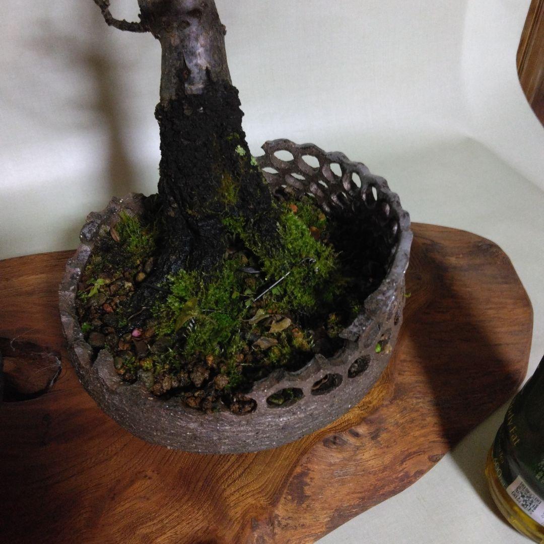 紅白梅盆栽セット黒松盆栽、五葉松盆栽、しんぱく盆栽、赤松盆栽 野梅盆栽