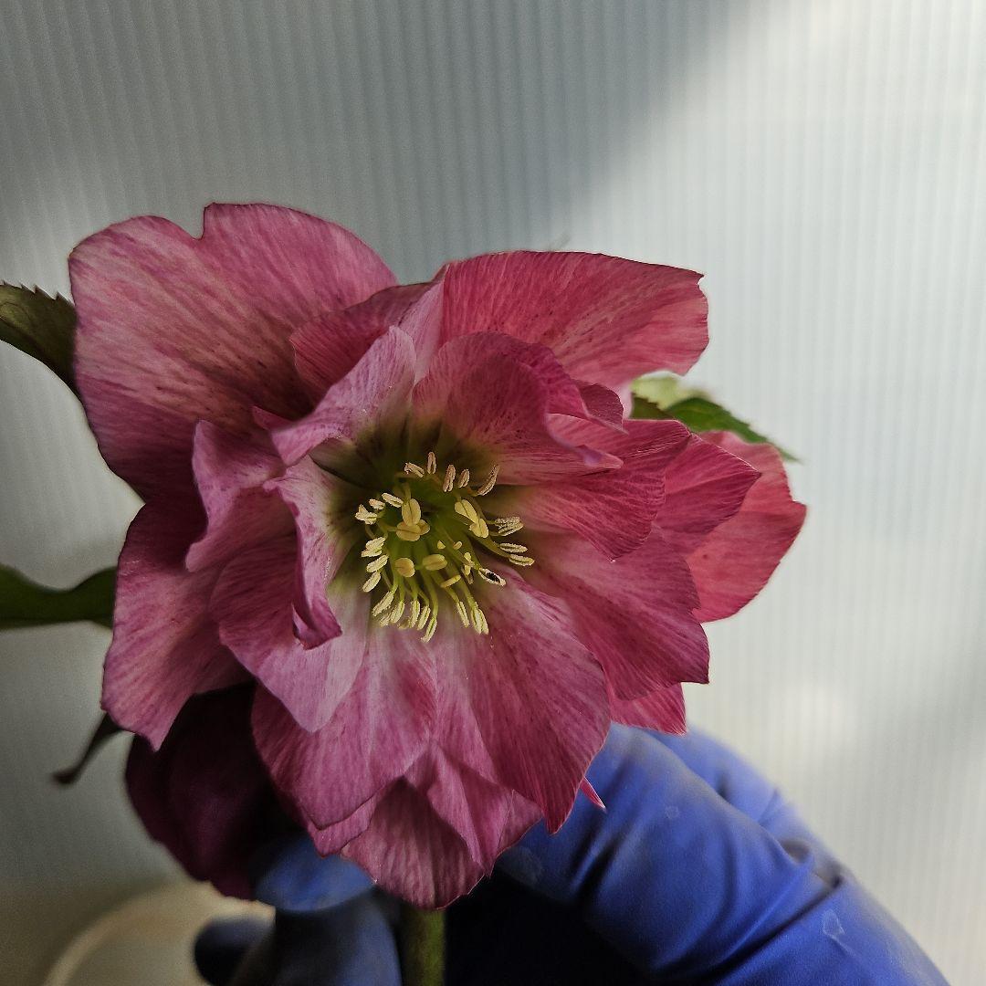 ✿㉖-137クリスマスローズ