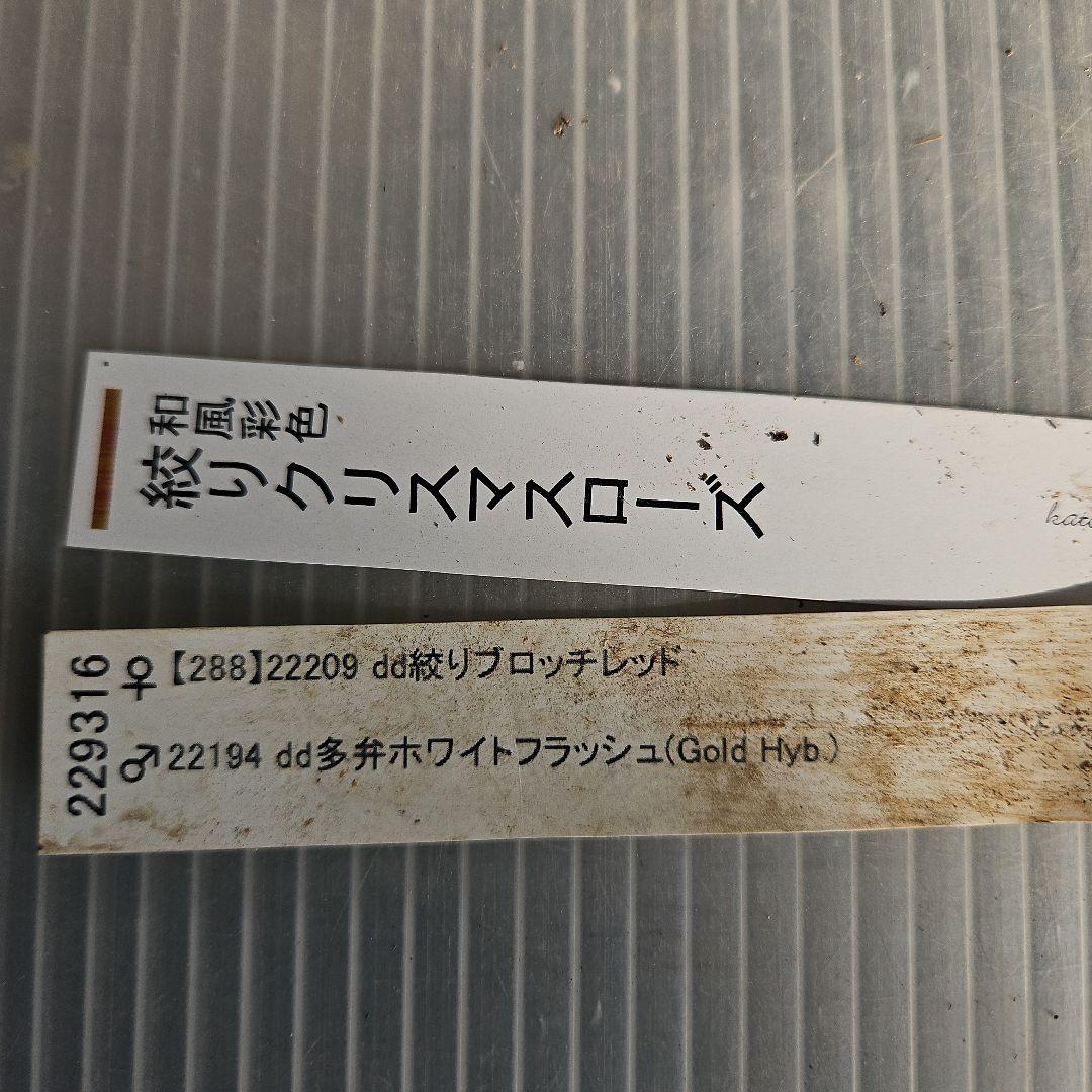 ✿㉖-137クリスマスローズ