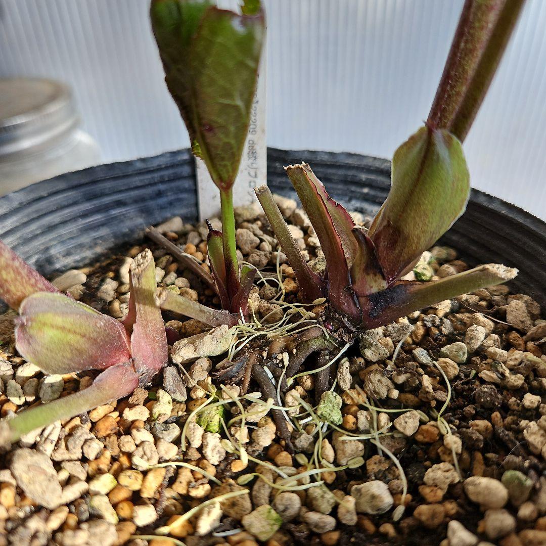 ✿㉖-137クリスマスローズ