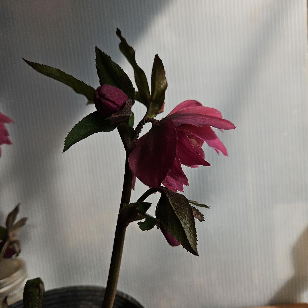 ✿㉖-137クリスマスローズ