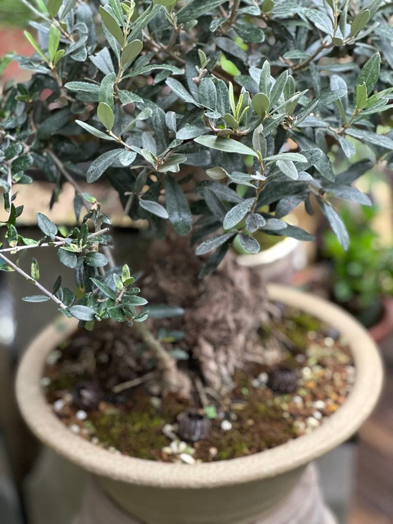 オリーブ盆栽