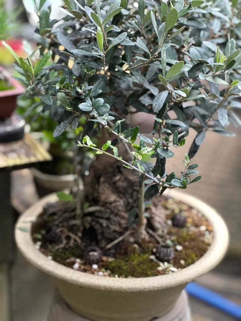 オリーブ盆栽