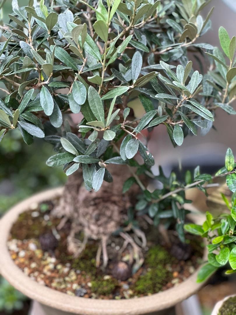 オリーブ盆栽