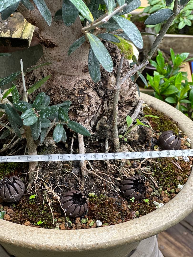 オリーブ盆栽