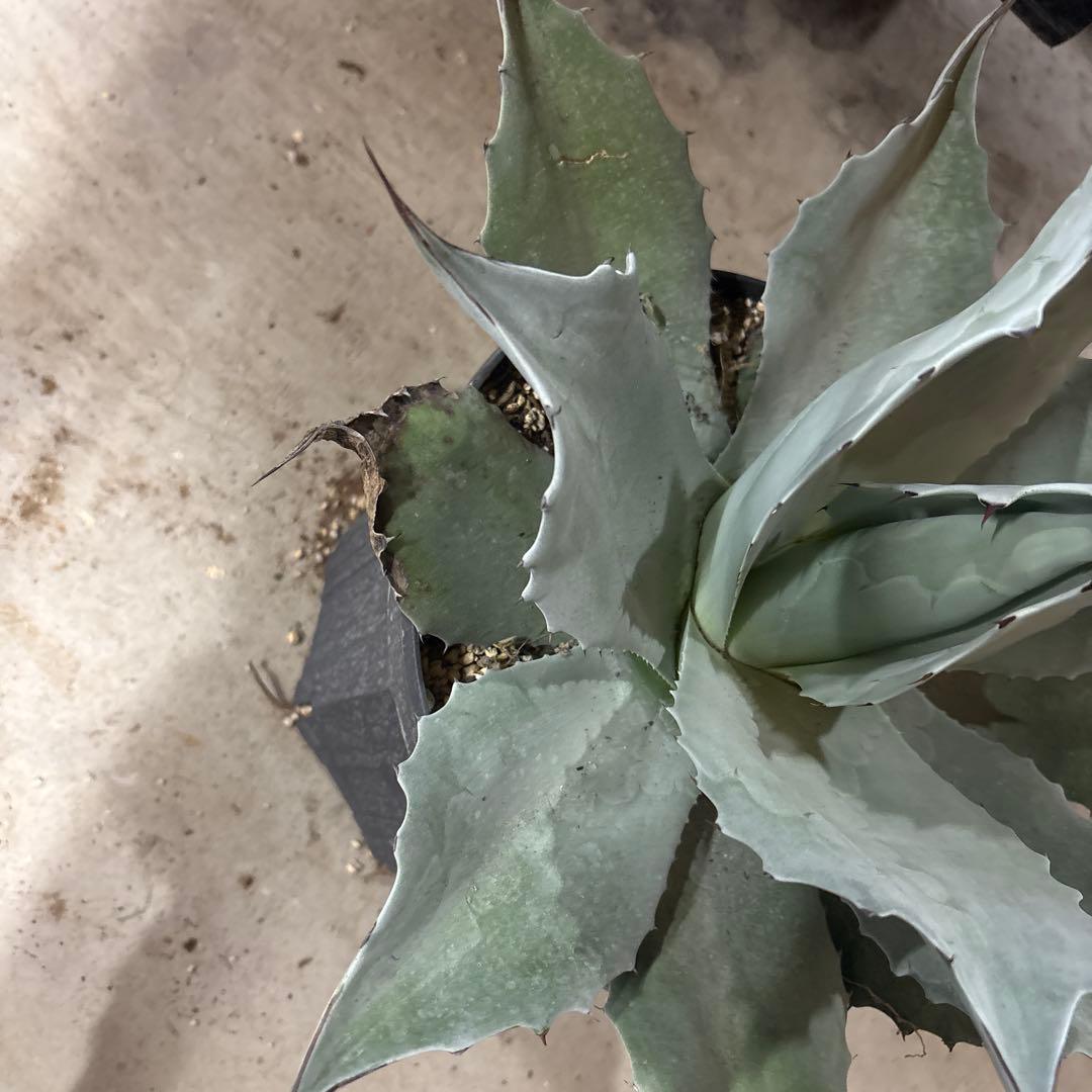 アガベ オバティフォリア フロスティブルー