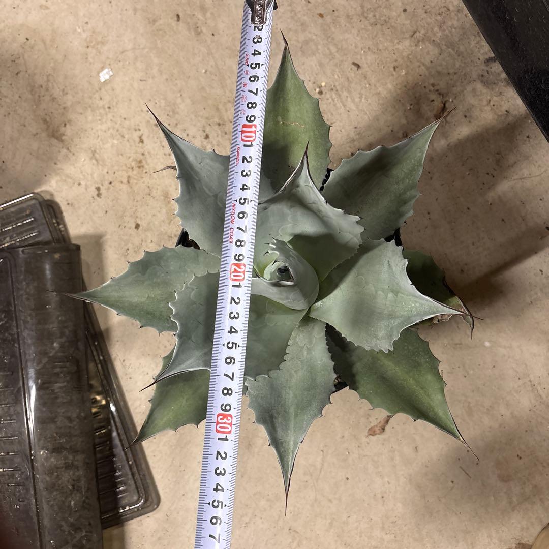 アガベ オバティフォリア フロスティブルー