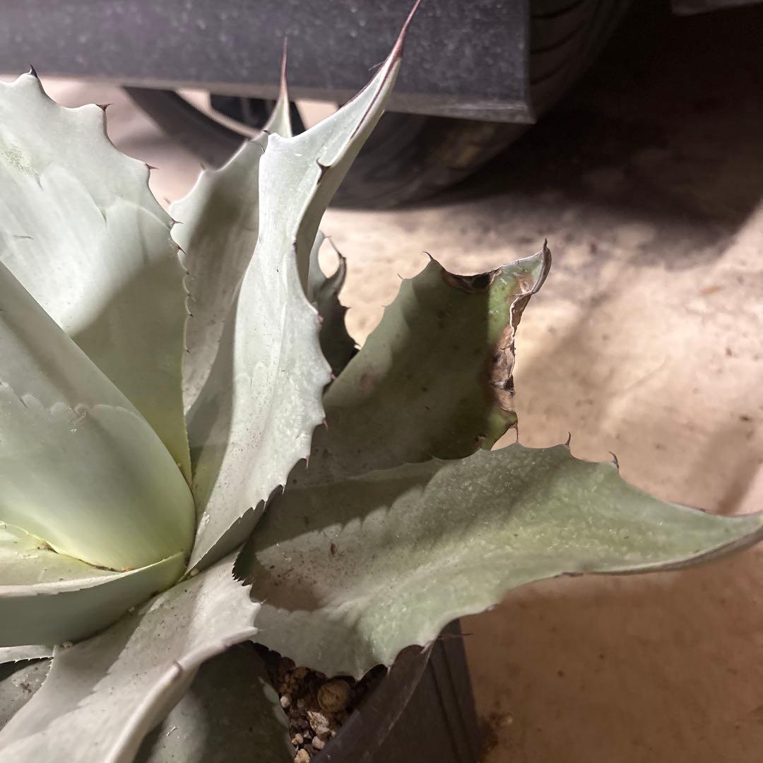 アガベ オバティフォリア フロスティブルー