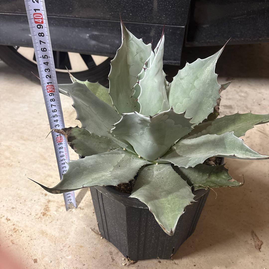 アガベ オバティフォリア フロスティブルー