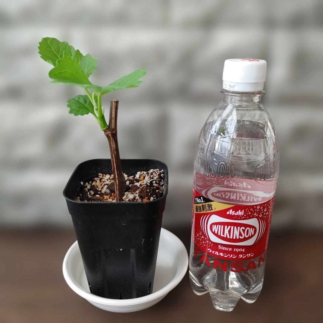 イチジク挿木苗 Nefiach - メルカリ