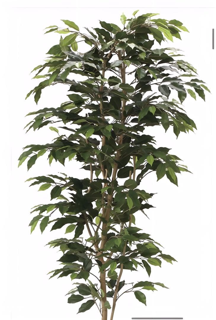 光触媒　人工観葉植物　フェイクグリーベンジャミン 高さ 1.8m