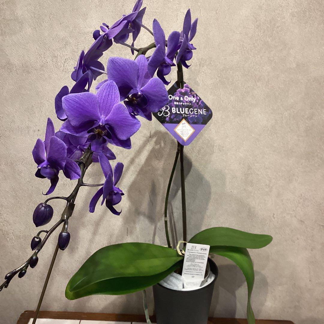入荷少なめです❗️超希少❗️胡蝶蘭❤️ブルージーン 1本立 - メルカリ