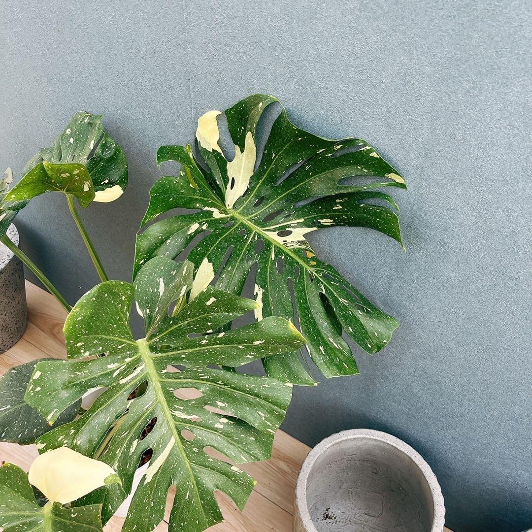 ［現品］【希少】1番　モンステラ　斑入り　7号　レア　観葉植物　室内　タイコン