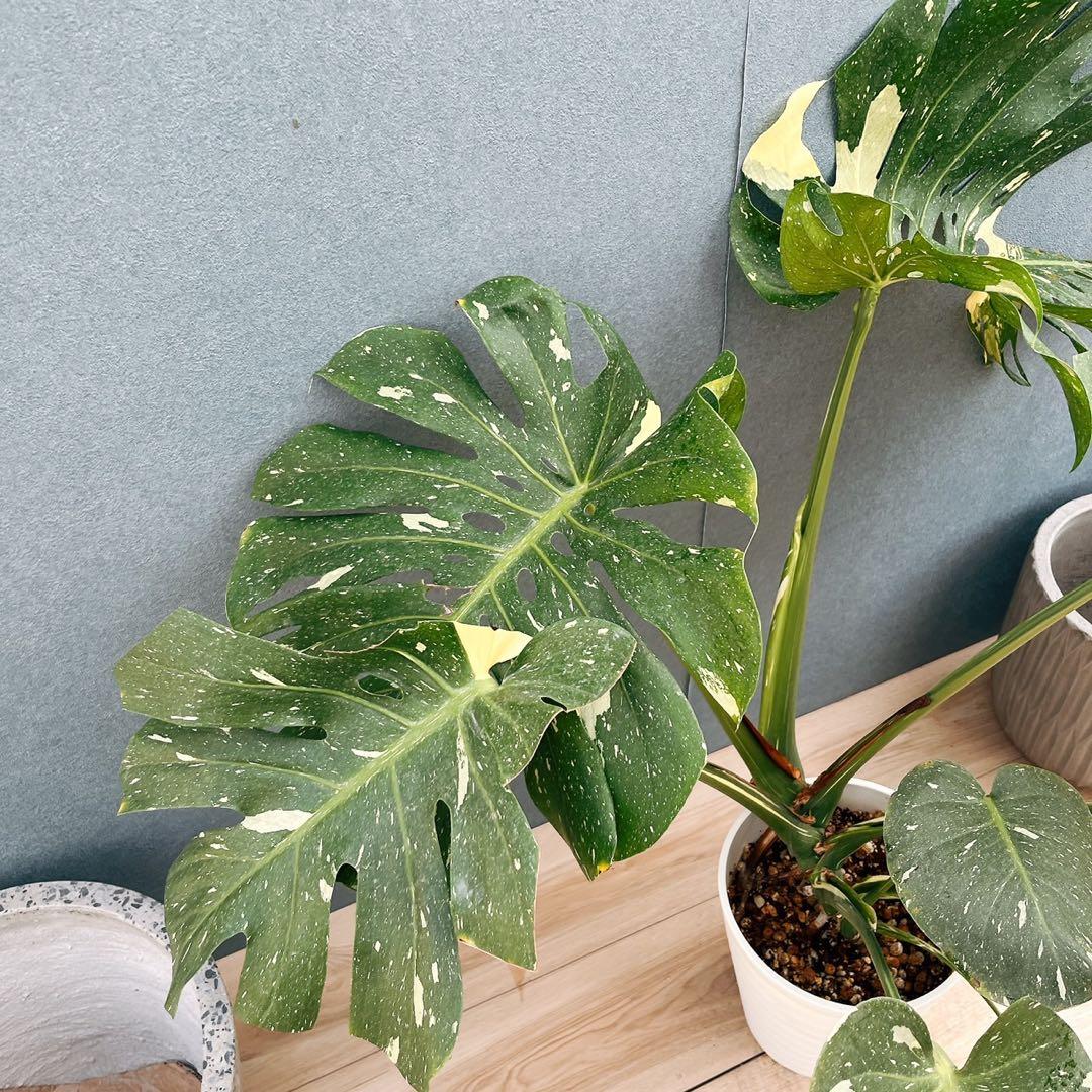 ［現品］【希少】1番　モンステラ　斑入り　7号　レア　観葉植物　室内　タイコン