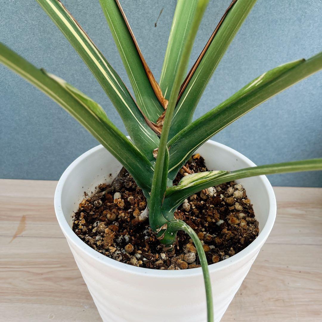 ［現品］【希少】1番　モンステラ　斑入り　7号　レア　観葉植物　室内　タイコン