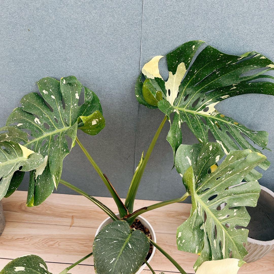 ［現品］【希少】1番　モンステラ　斑入り　7号　レア　観葉植物　室内　タイコン